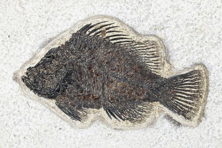 Fossil Fish (Cockerellites) - Green River Formation #179296